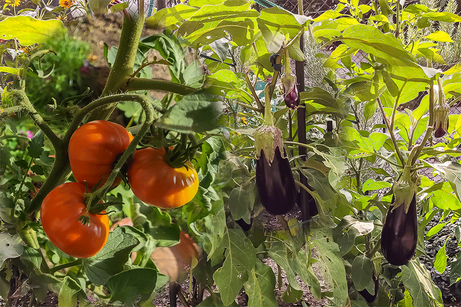 Ertragreich unserer Küchen-Garten - Tomaten und insbesondere unsere Melanzani-Pflanzen - Bildcollage: JoSt © 2022
